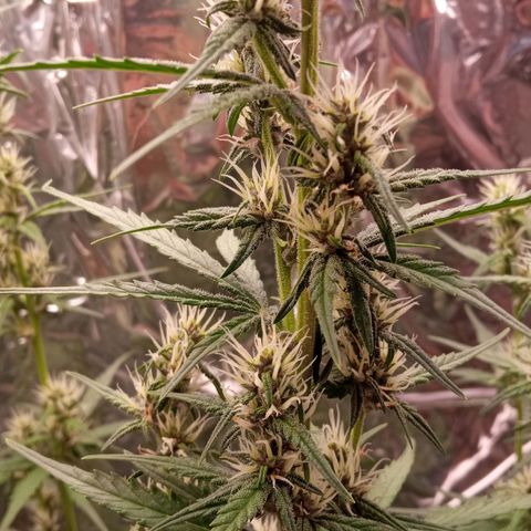 BlackberryKush growlog timeline photo