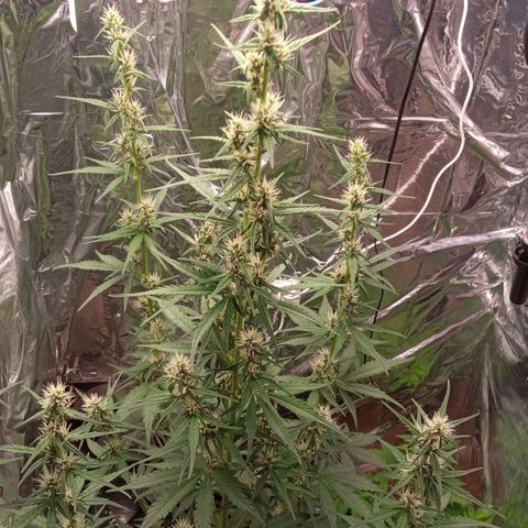 BlackberryKush growlog timeline photo
