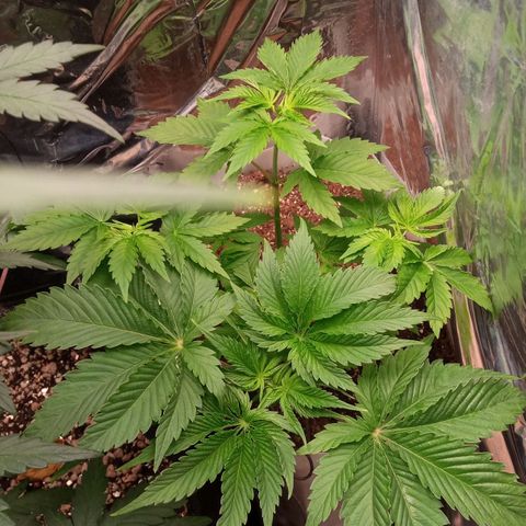 Zombie Kush growlog timeline photo
