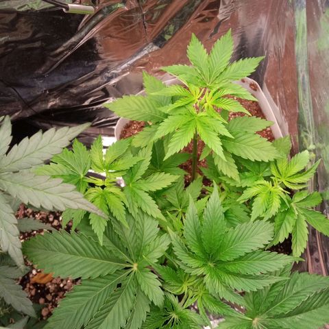 Zombie Kush growlog timeline photo