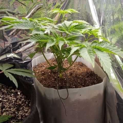 Zombie Kush growlog timeline photo