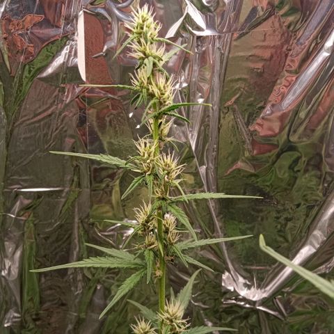 BlackberryKush growlog timeline photo