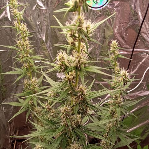 BlackberryKush growlog timeline photo