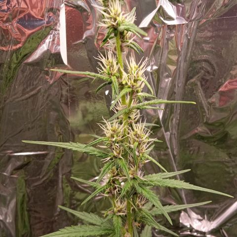 BlackberryKush growlog timeline photo