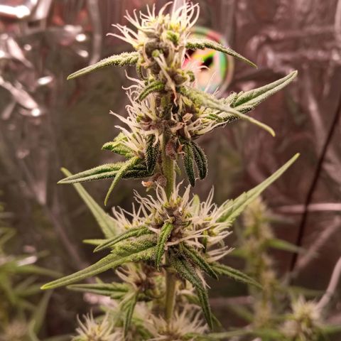 BlackberryKush growlog timeline photo