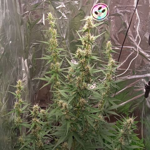 BlackberryKush growlog timeline photo