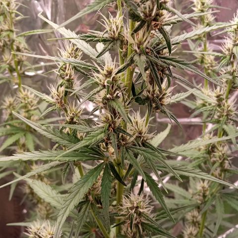 BlackberryKush growlog timeline photo