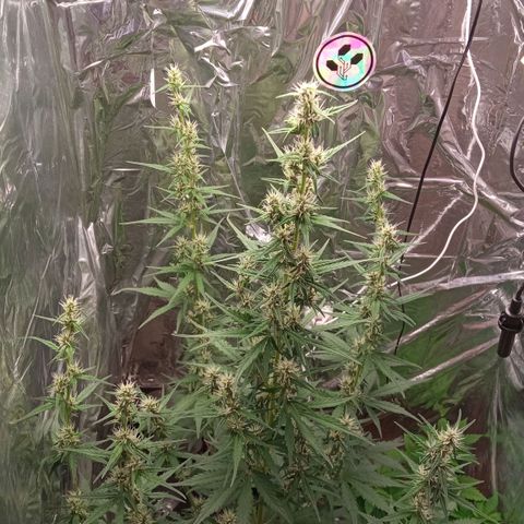 BlackberryKush growlog timeline photo