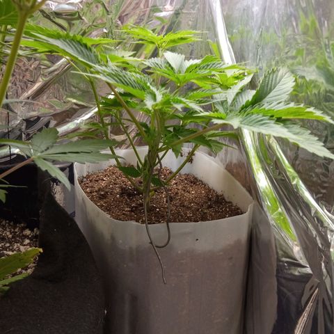 Zombie Kush growlog timeline photo