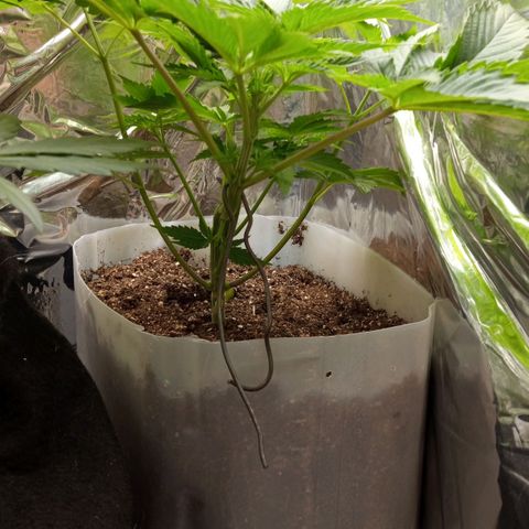 Zombie Kush growlog timeline photo