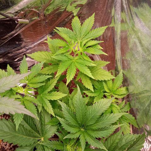 Zombie Kush growlog timeline photo