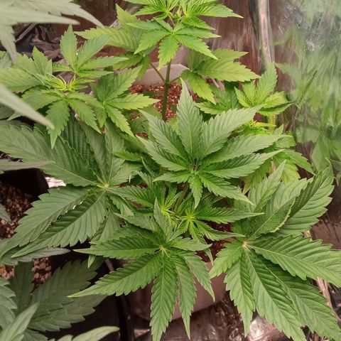 Zombie Kush growlog timeline photo