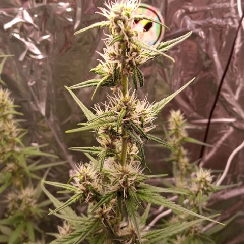 BlackberryKush growlog timeline photo