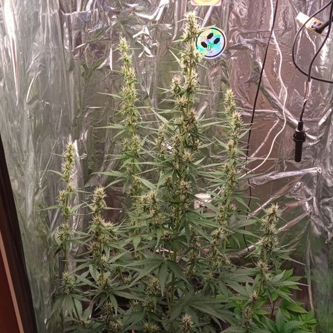 BlackberryKush growlog timeline photo