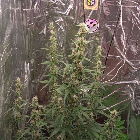 BlackberryKush growlog timeline photo