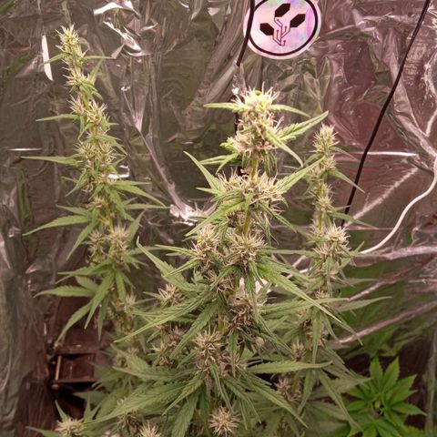 BlackberryKush growlog timeline photo