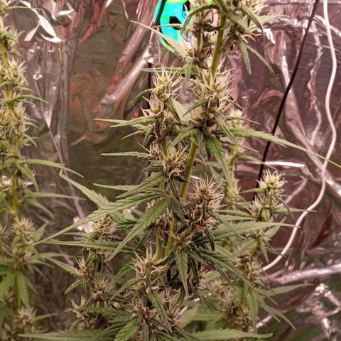 BlackberryKush growlog timeline photo