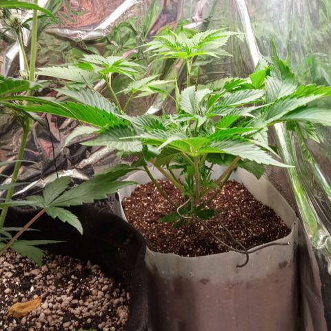 Zombie Kush growlog timeline photo