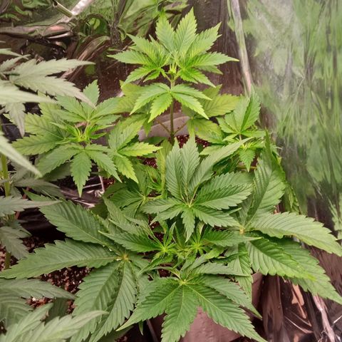 Zombie Kush growlog timeline photo