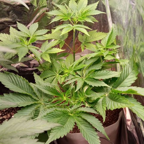 Zombie Kush growlog timeline photo