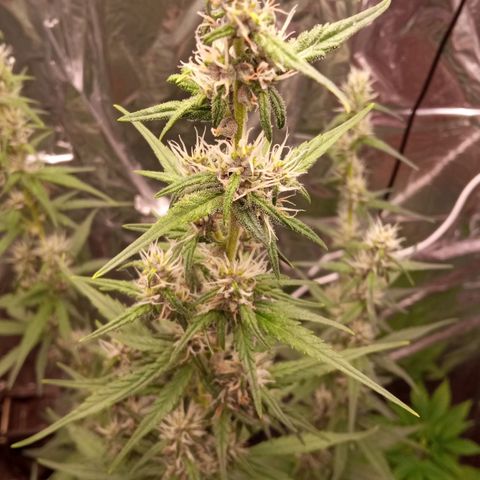 BlackberryKush growlog timeline photo