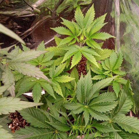 Zombie Kush growlog timeline photo