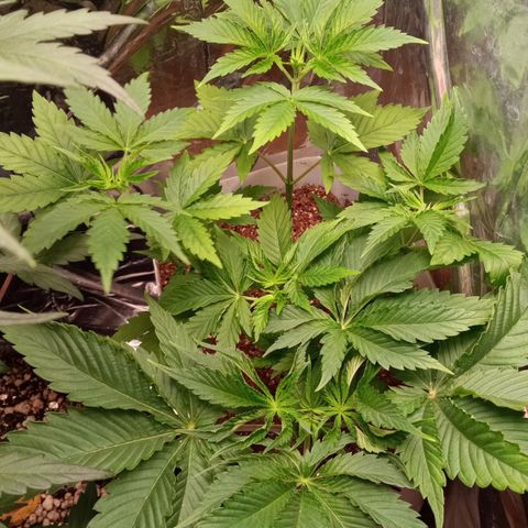 Zombie Kush growlog timeline photo