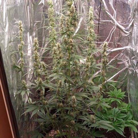 BlackberryKush growlog timeline photo