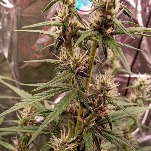 BlackberryKush growlog timeline photo