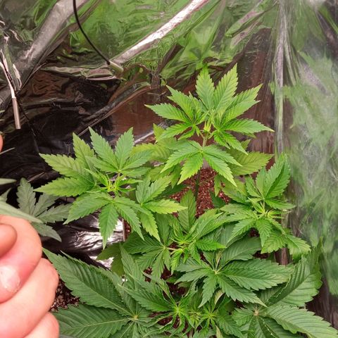 Zombie Kush growlog timeline photo