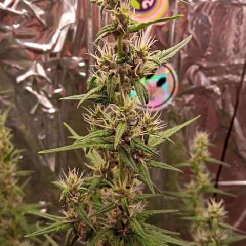 BlackberryKush growlog timeline photo