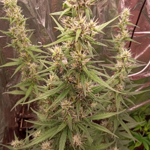 BlackberryKush growlog timeline photo