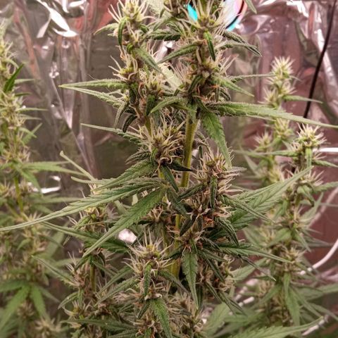 BlackberryKush growlog timeline photo