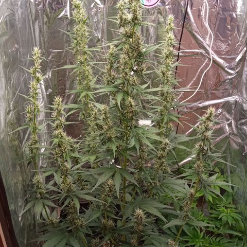BlackberryKush growlog timeline photo