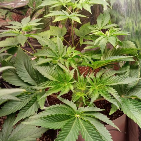 Zombie Kush growlog timeline photo