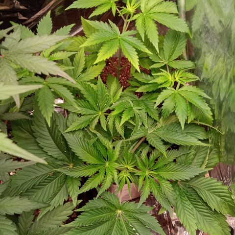 Zombie Kush growlog timeline photo