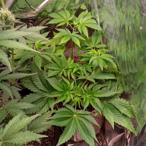 Zombie Kush growlog timeline photo