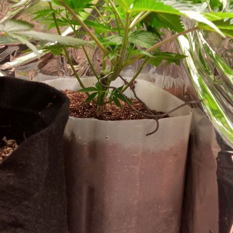 Zombie Kush growlog timeline photo