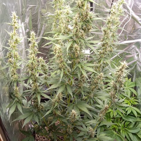 BlackberryKush growlog photo: Antes da desfoliaçao 