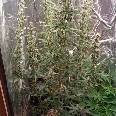BlackberryKush growlog photo: Depois 