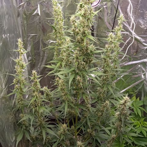BlackberryKush growlog timeline photo