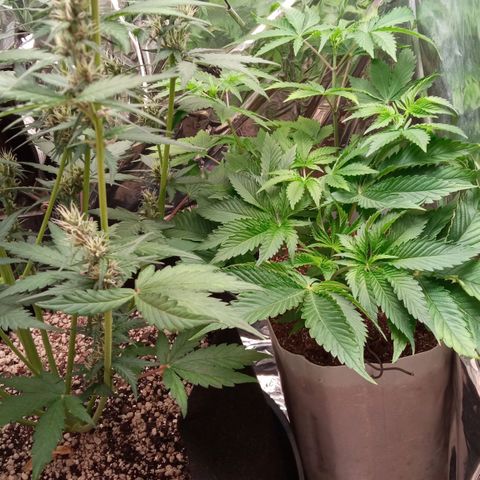 Zombie Kush growlog timeline photo