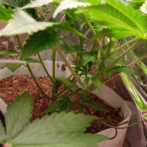 Zombie Kush growlog timeline photo