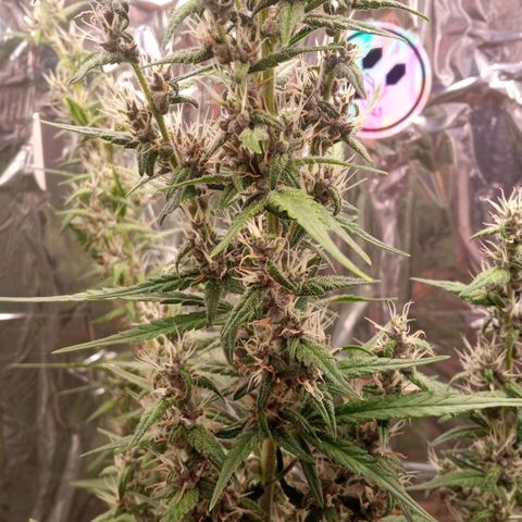 BlackberryKush growlog photo: Horário antes da luz desligar 10:50