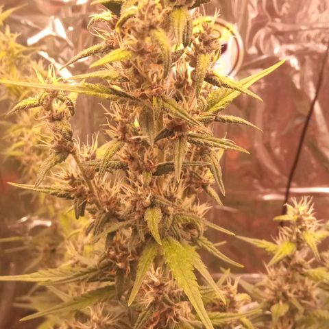 BlackberryKush growlog photo: Horário antes da luz desligar 10:50