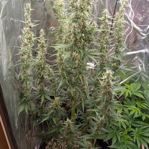 BlackberryKush growlog timeline photo