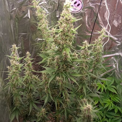 BlackberryKush growlog timeline photo