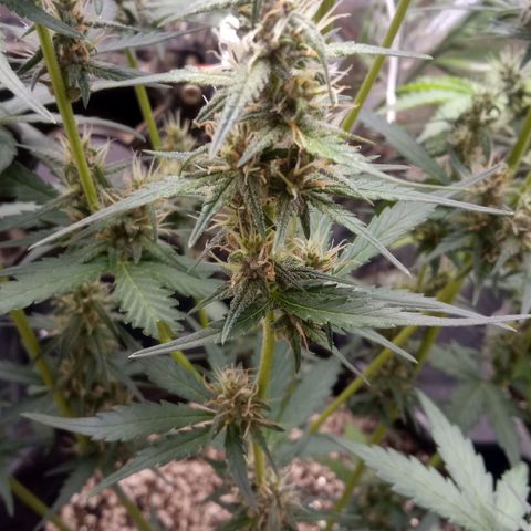 BlackberryKush growlog timeline photo