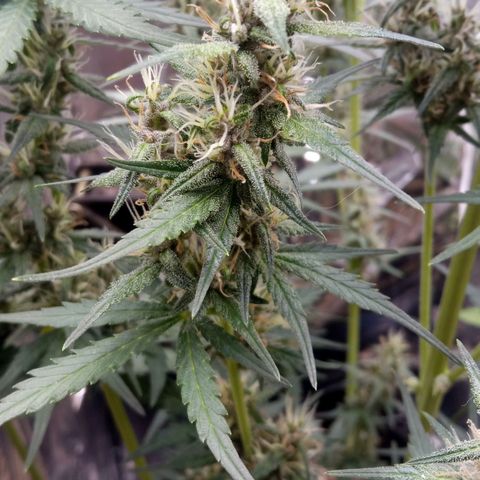 BlackberryKush growlog timeline photo