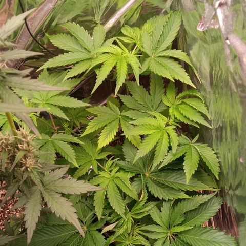 Zombie Kush growlog timeline photo